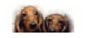 4423The Dog Club